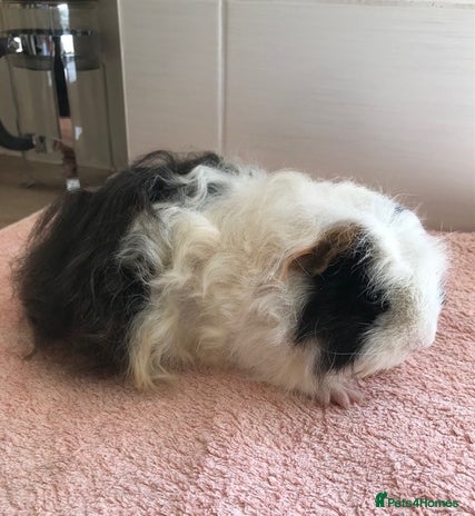 Guinea Pig rodents - Advert 4