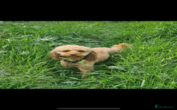 Miniature Poodle dogs for stud: Stud miniature poodle  - Image 6