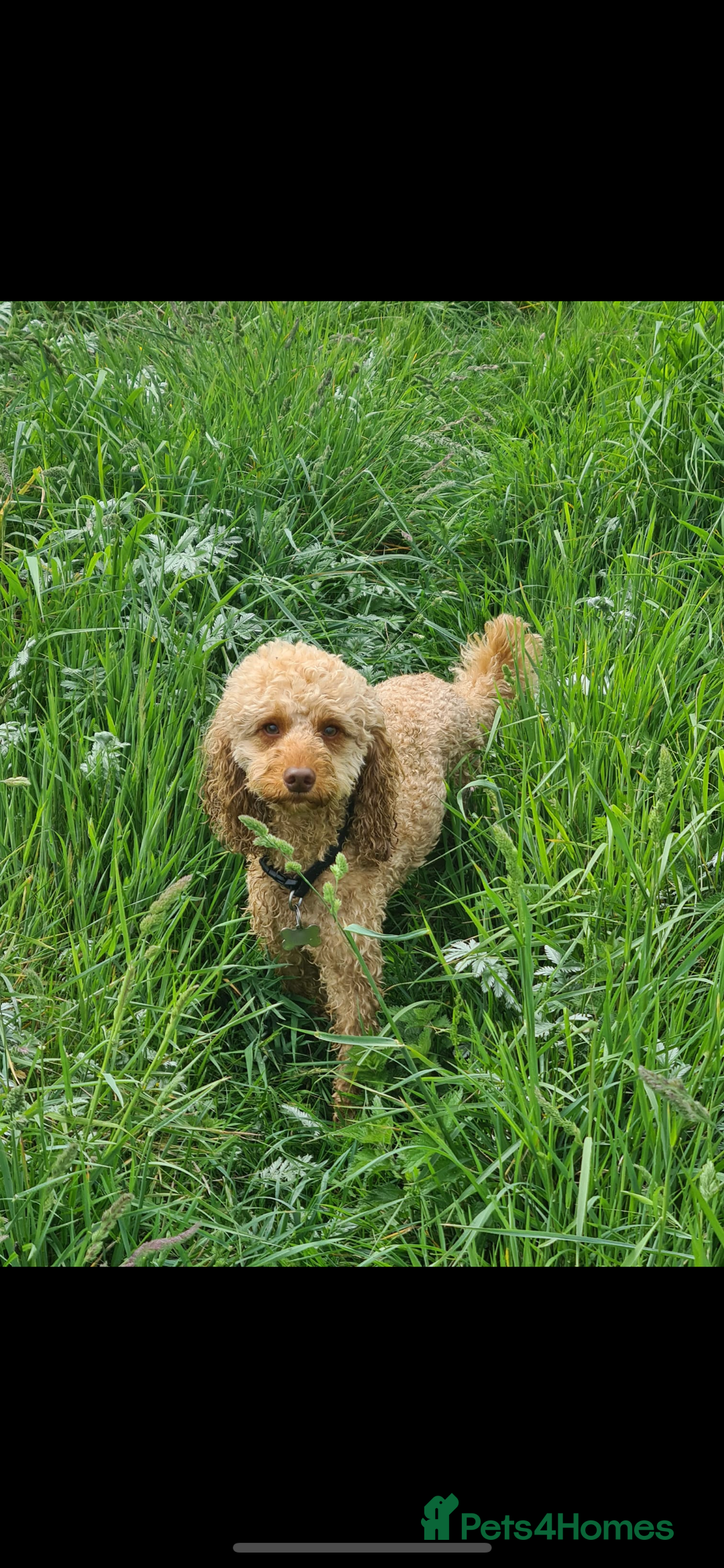 Miniature Poodle dogs for stud: Stud miniature poodle  - Image 6