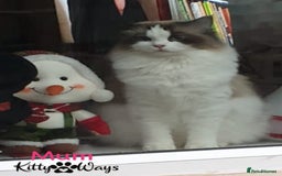 Ragdoll cats for sale: 🐾🩷*TICA REG* LYNX TABBY EU RAGDOLL KITTENS🩵🐾 - Image 29