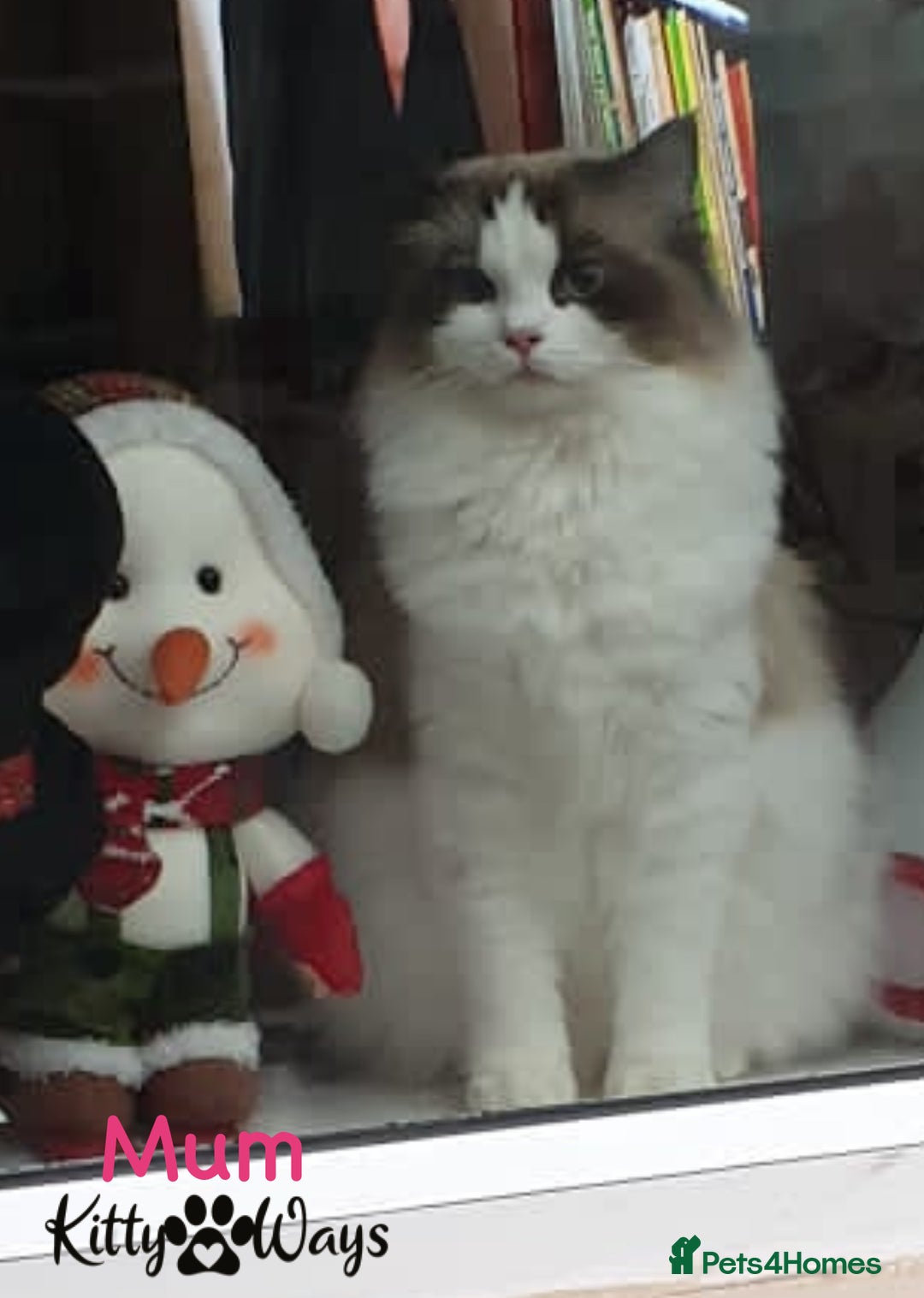 Ragdoll cats for sale: 🐾🩷*TICA REG* LYNX TABBY EU RAGDOLL KITTENS🩵🐾 - Image 29