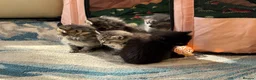 Ragdoll cats for sale: Ragdoll x - Advert 3