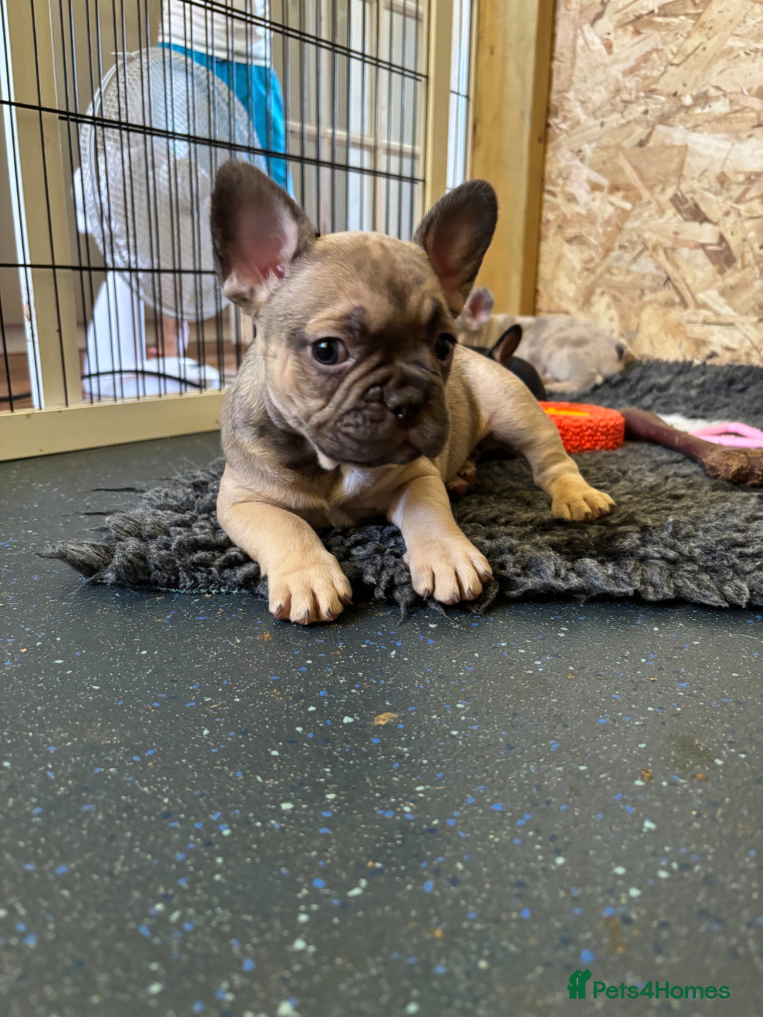 French Bulldog dogs French bulldog fluffy carriers last boy available  - Advert 2