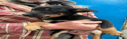 Australian Kelpie dogs for sale: Australian kelpie puppies - Advert 15