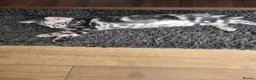 Norwegian Forest Cat cats for sale: For sale  - Advert 3