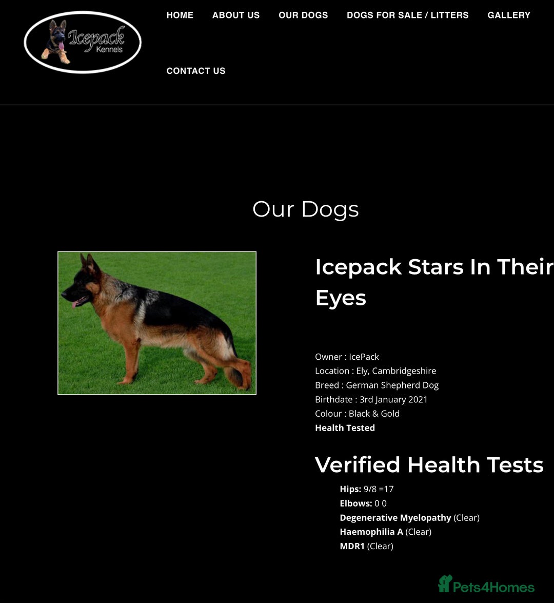 Cavalier King Charles Spaniel dogs for sale: West German German Shepherd Stud dog for sale  - Image 1