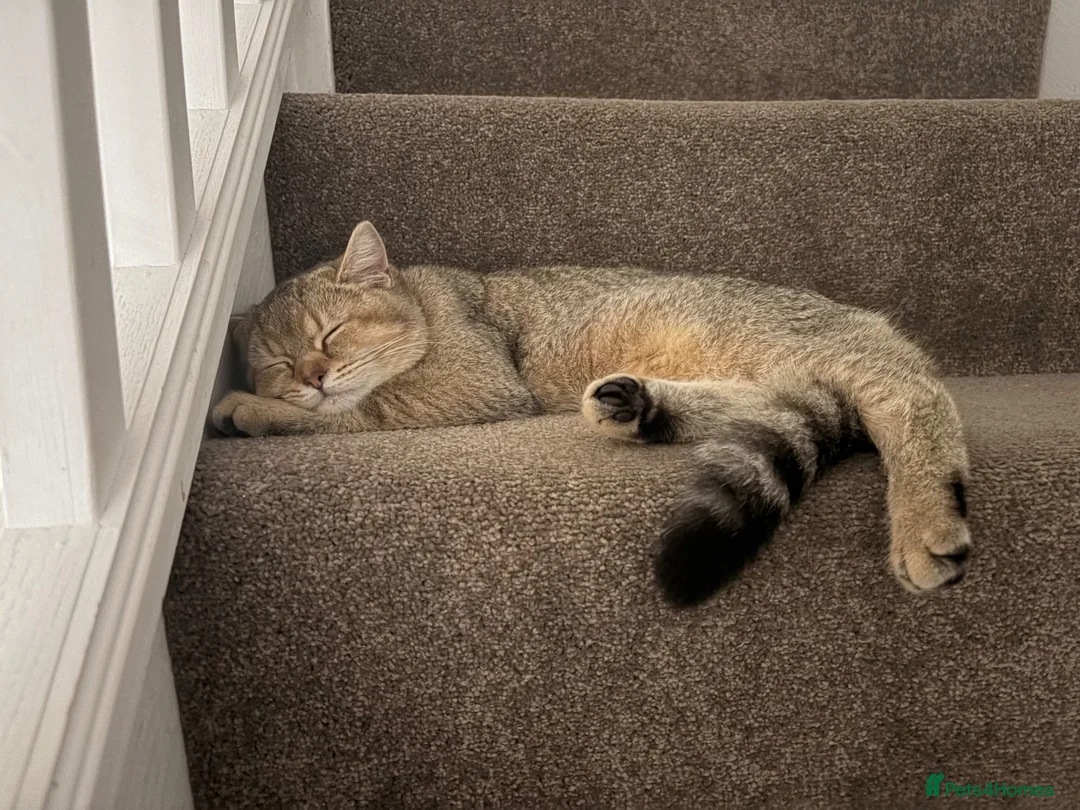 British Shorthair cats for sale: Black tipped chinchilla shorthair  - Advert 1