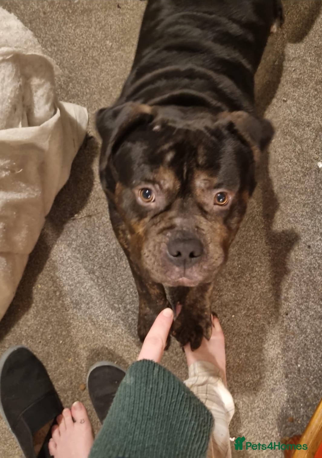 Mixed Breed dogs for adoption: Tony looking for his forever home - Advert 4