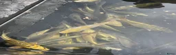 Koi Carp fish for sale: Young Carp Mirror Common Ghost  in Leicester - Advert 4