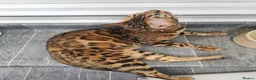 Bengal cats for sale: Stunning Bengal Kittens - Advert 23