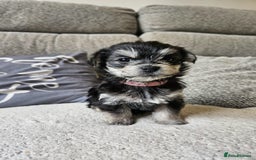 Morkie dogs for sale: 🐶 Adorable Morkie Puppies 🐶 - Image 22