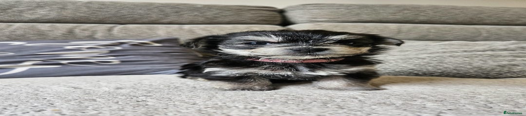 Morkie Puppy 4