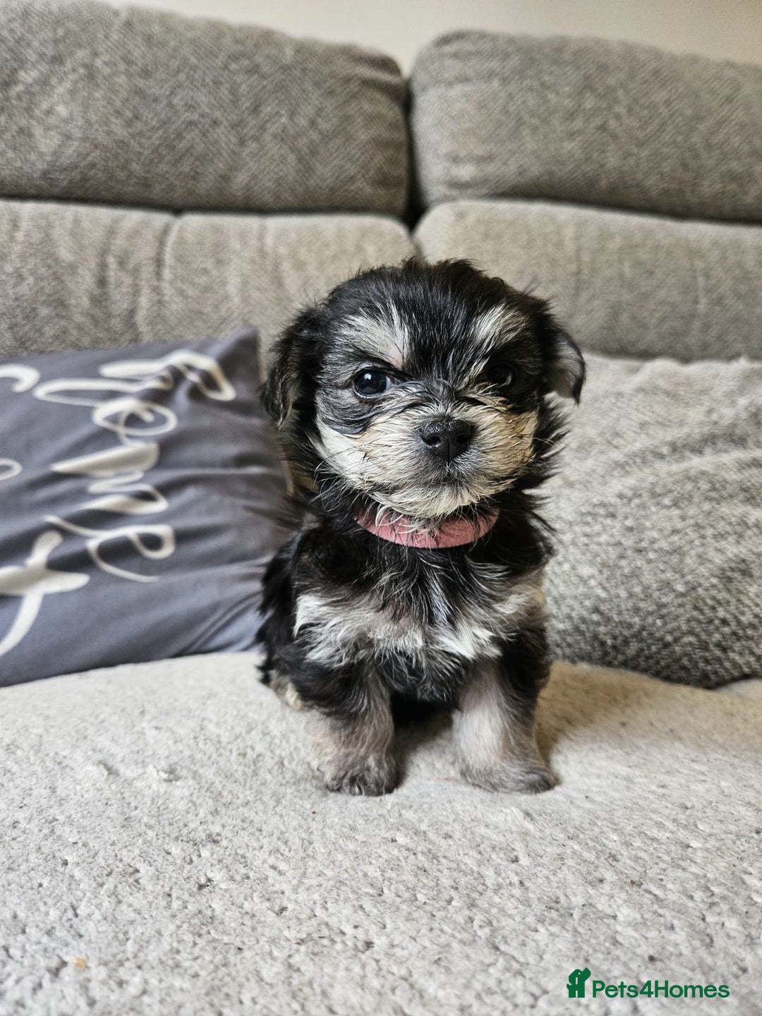 Morkie dogs for sale: 🐶 Adorable Morkie Puppies 🐶 - Image 22