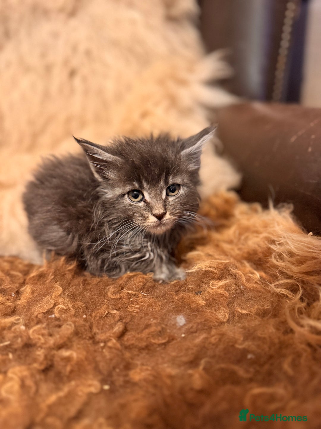 Maine Coon cats for sale:  TICA Registered Maine Coon Kittens- ready now  - Advert 25