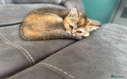 British Shorthair cats for sale: BSH champion lines - Image 11