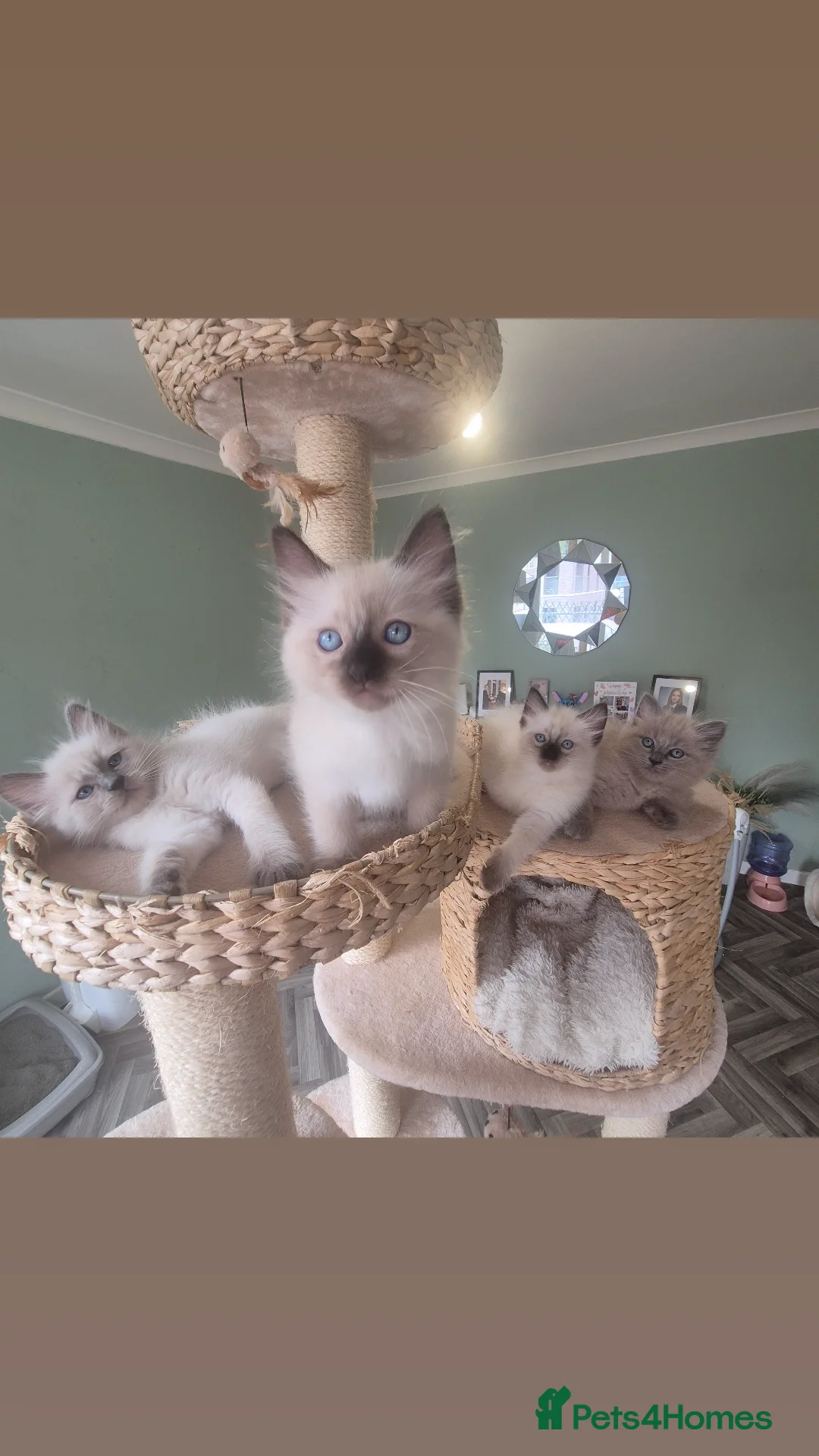 Ragdoll cats for sale: Quality ragdoll kittens 🐾 Sepias & traditional  - Image 4