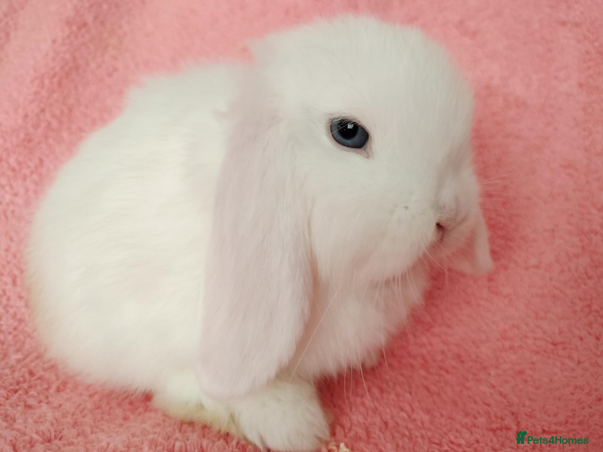 Mini Lop rabbits Baby mini lops for sale  - Advert 21