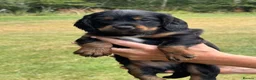 Cocker Spaniel dogs for sale: Working cocker spaniel puppies KC REGISTERED - Advert 7