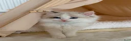 Ragdoll cats for sale: Stunning champion line Ragdoll kittens - Advert 30