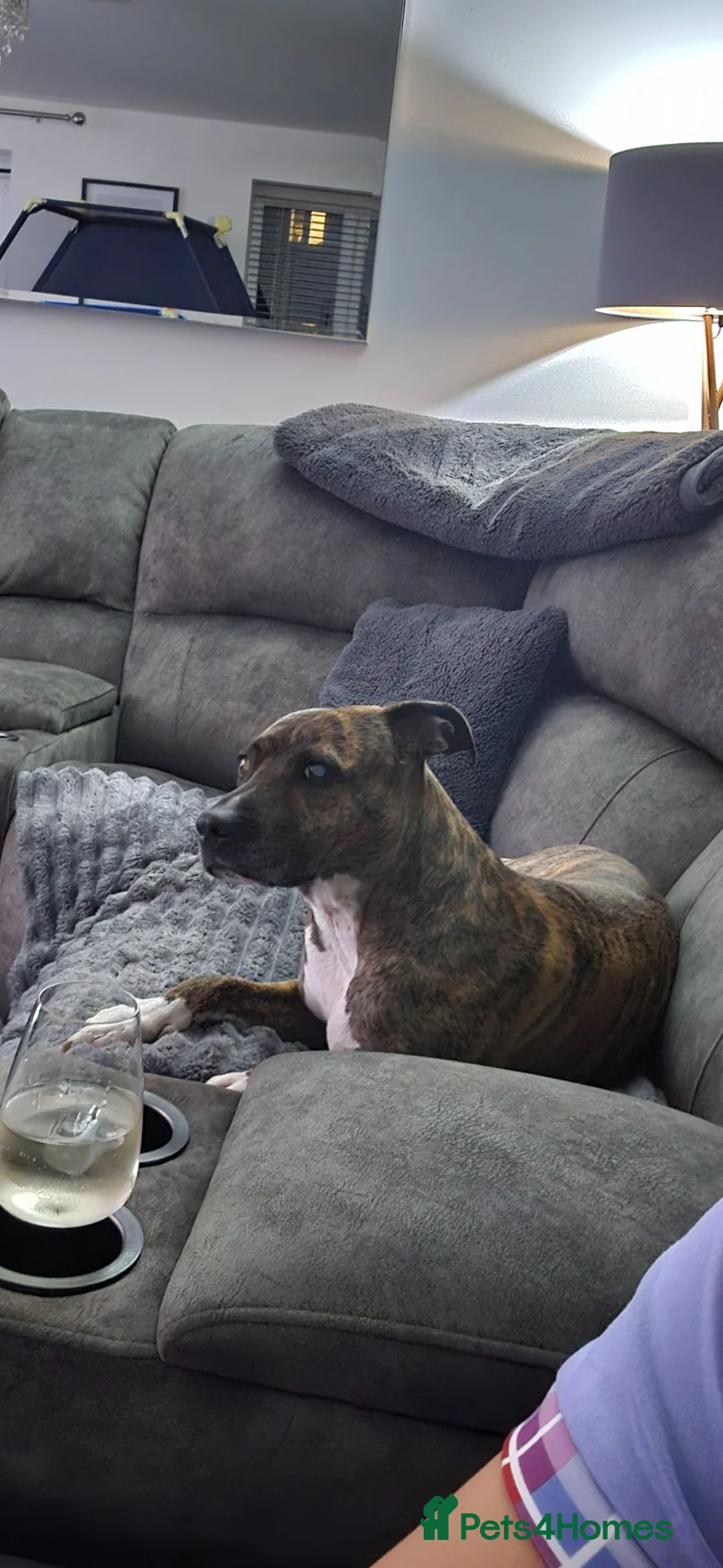 Mixed Breed dogs for sale: My beautiful staffy/boxer - Advert 2
