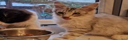 Mixed Breed cats for sale: Female - mix Maine Coon - Advert 8