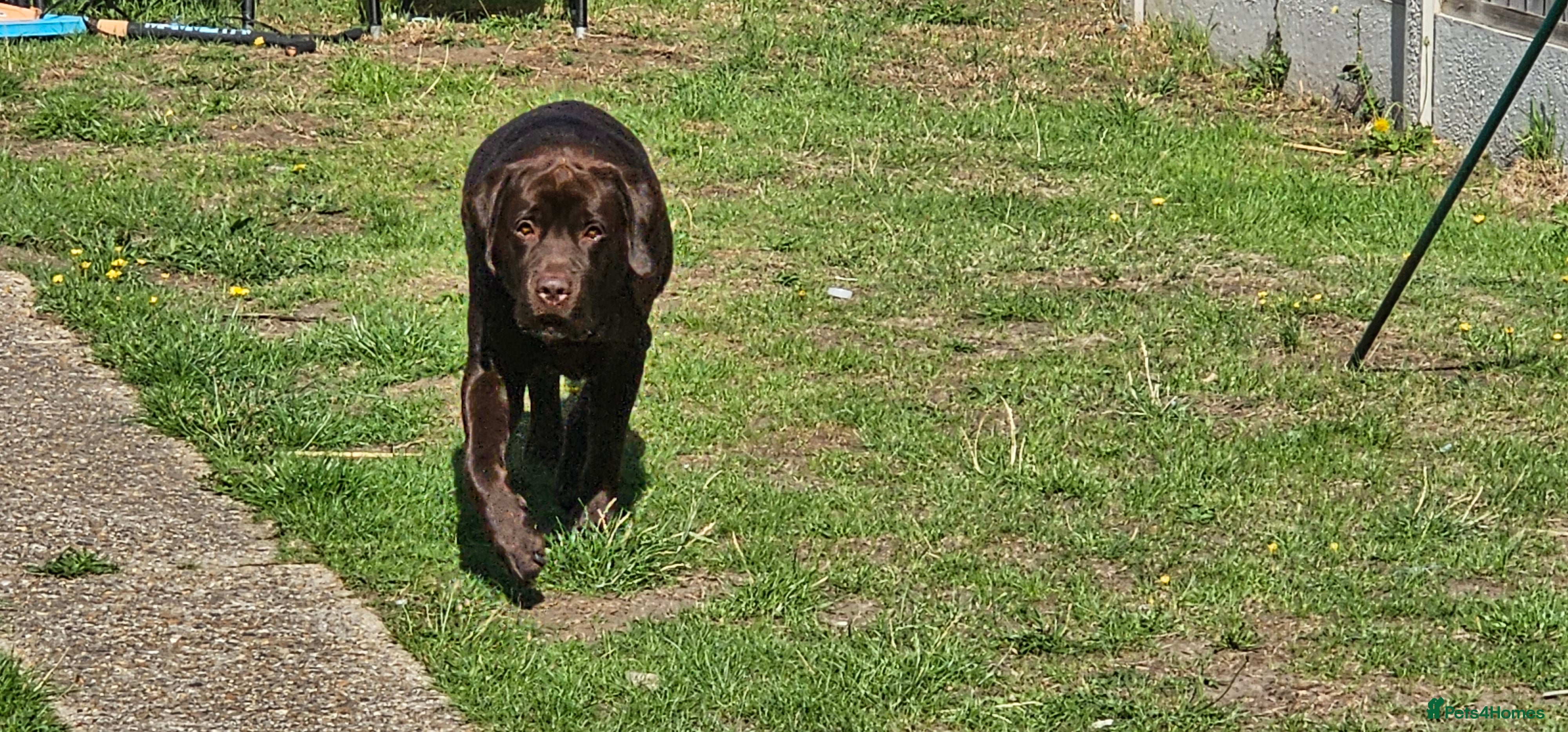 Labrador Retriever dogs Mr. Aj - Advert 1