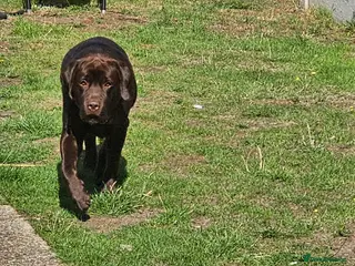 Labrador Retriever dogs Mr. Aj - Advert 3
