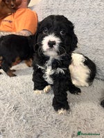 Cavapoo dogs - Advert 5