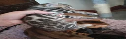 Bengal cats for sale: Pure baby Bengals 🐈😻 - Advert 27