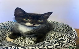 European cats for sale: Colourful kittens - Image 18