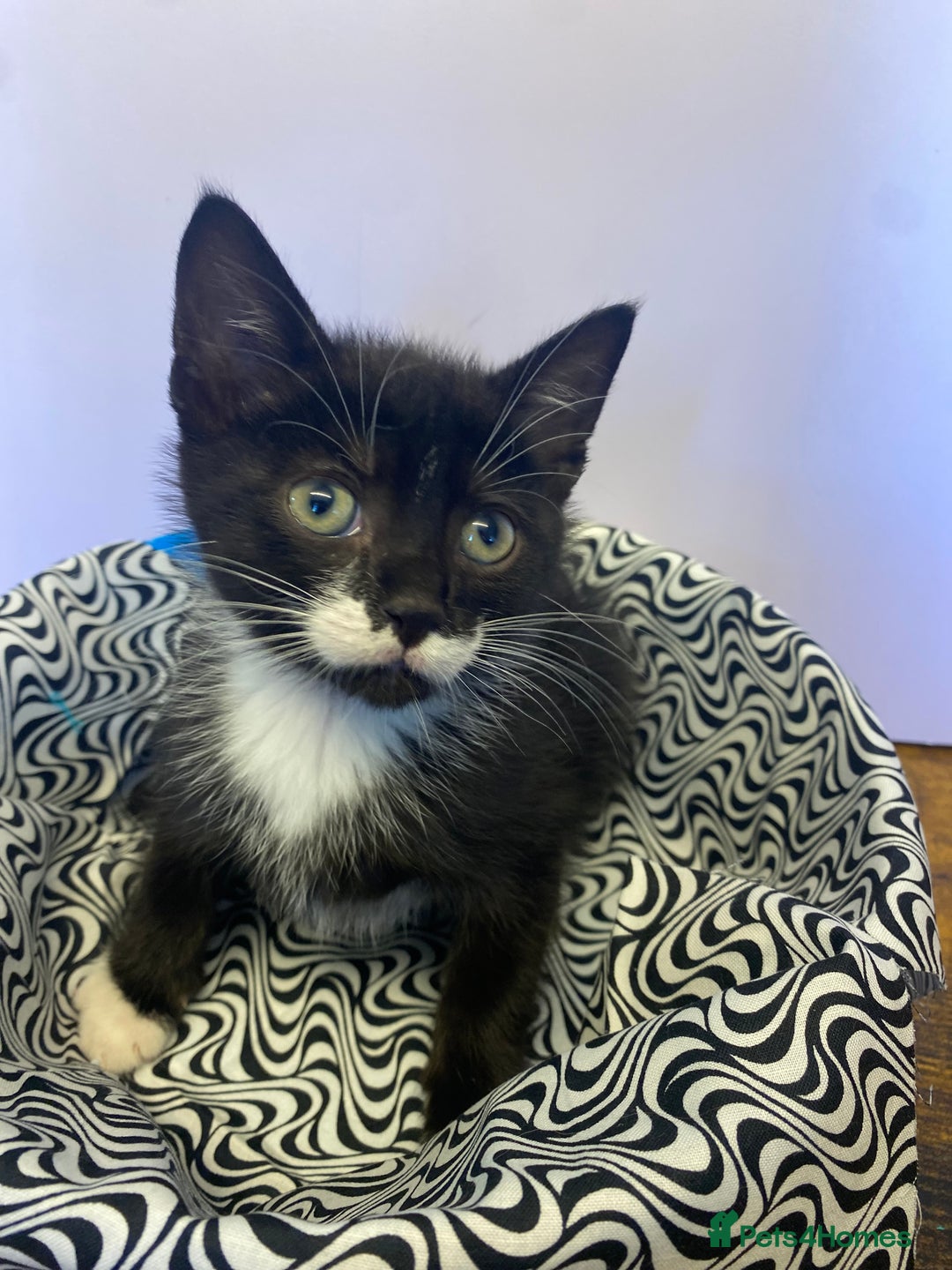 European cats for sale: Colourful kittens - Image 18