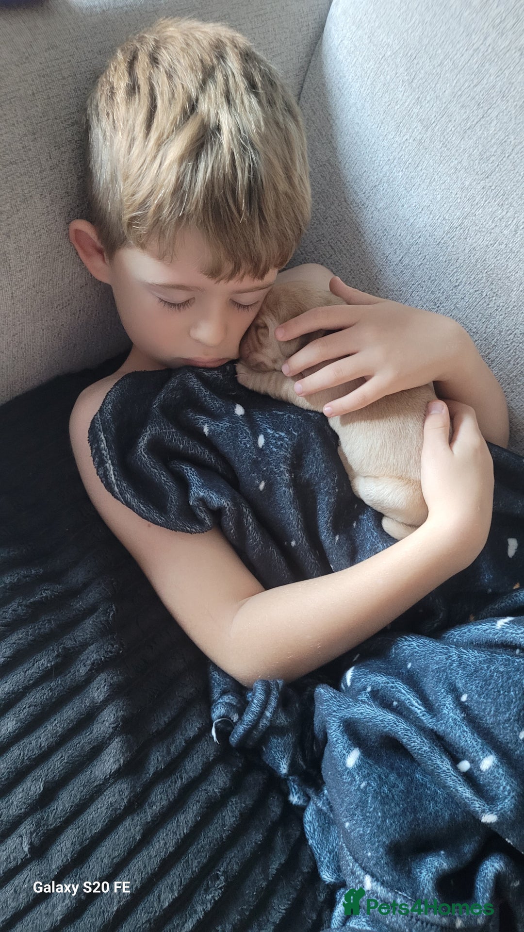 Labrador Retriever dogs for sale: 6 beautiful Labrador (all reserved)  - Advert 21