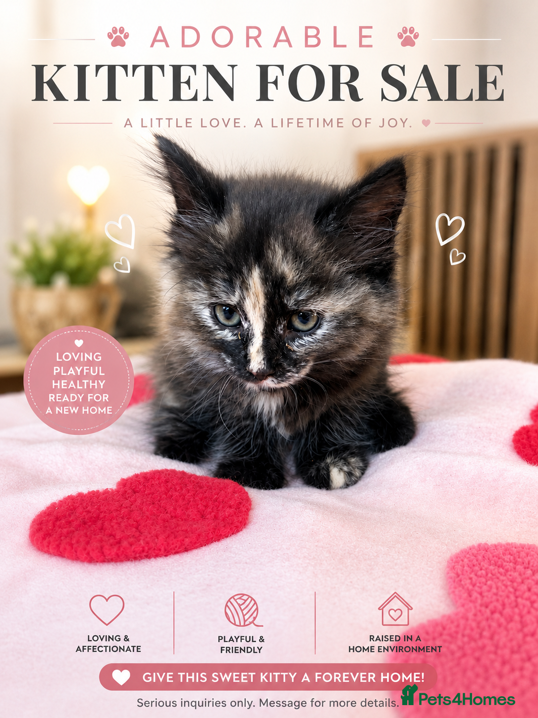 Mixed Breed cats Gorgeous Dilute Tortoiseshell Fluffy Kitten - Advert 16