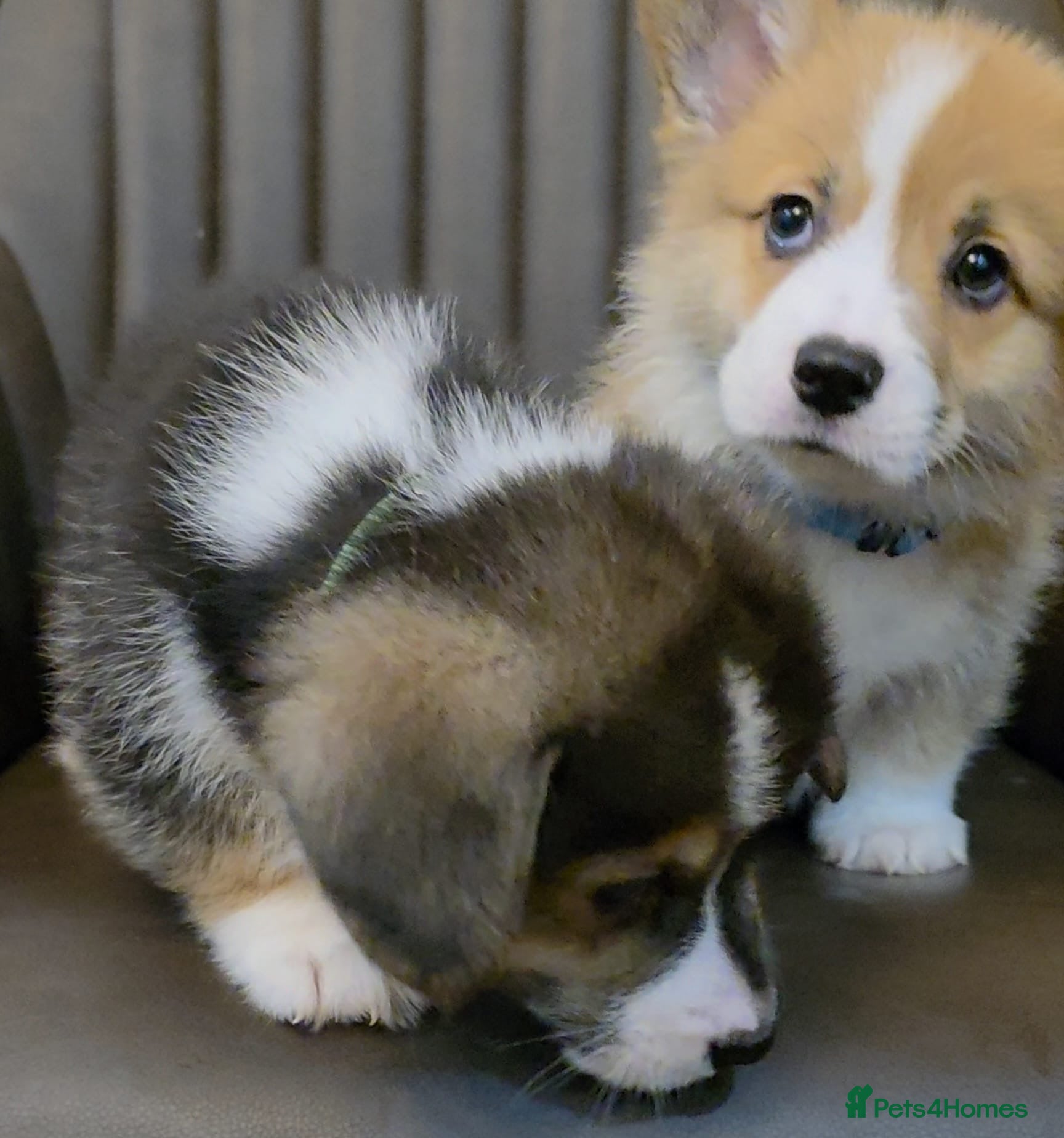 Welsh Corgi Pembroke dogs KC registered boys - Advert 1