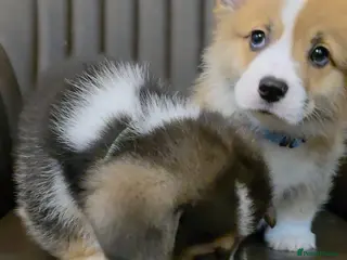 Welsh Corgi Pembroke dogs KC registered boys - Advert 1