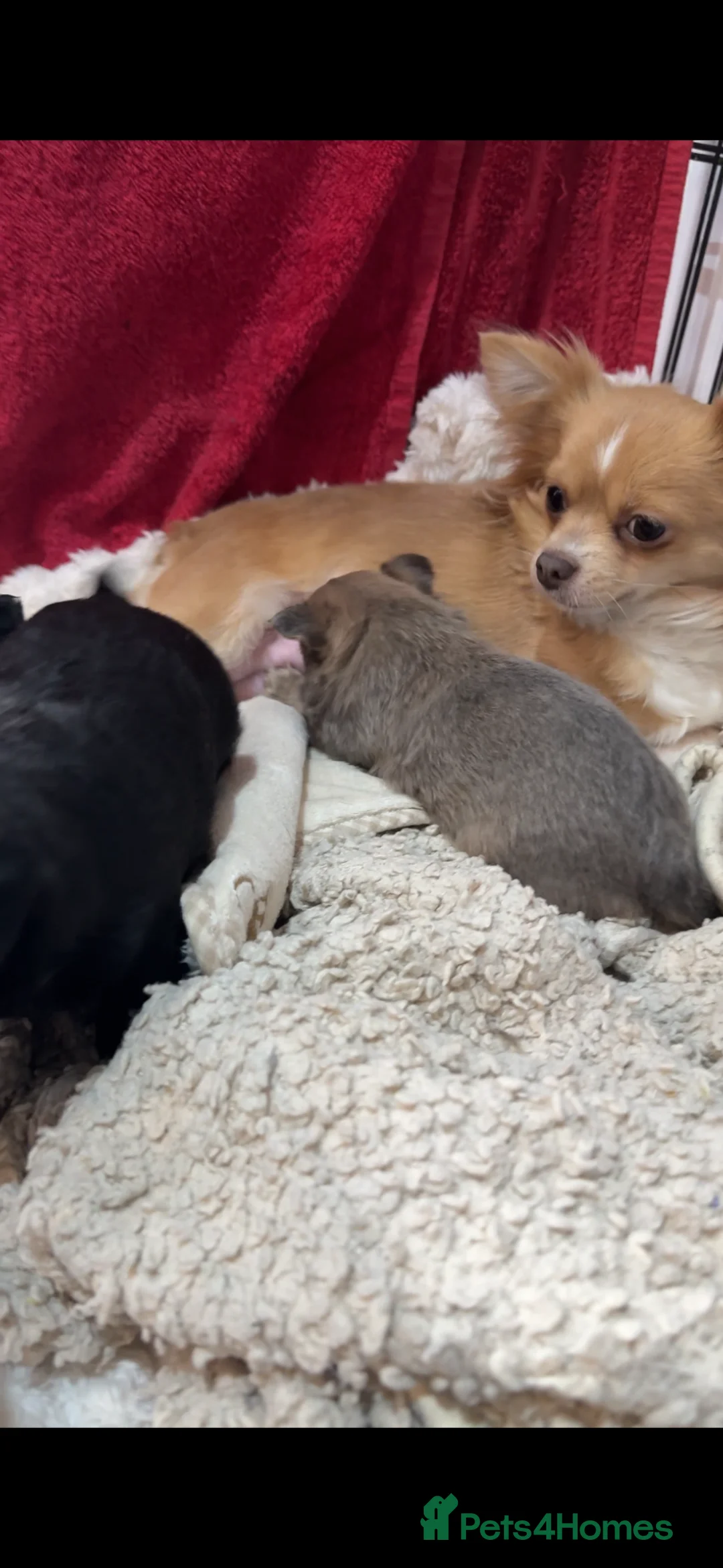Chihuahua dogs for sale: 🐾 Stunning Long-Haired Chihuahua Puppies - Advert 8