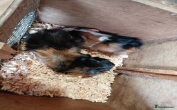 Guinea Pig rodents for sale: Pair of Bonded Male Abyssinian Guinea Pigs  - Image 3