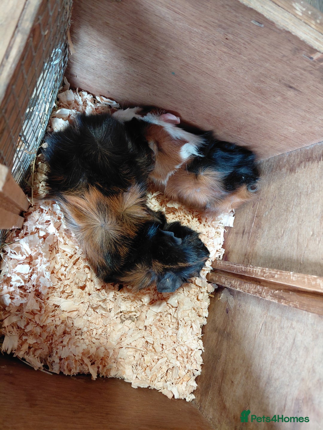 Guinea Pig rodents for sale: Pair of Bonded Male Abyssinian Guinea Pigs  - Image 3