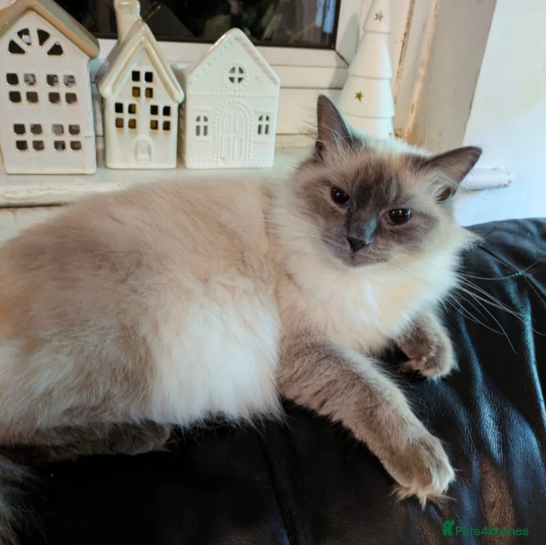 Ragdoll cats for sale: British Ragdoll kittens  - Advert 1
