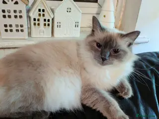 Ragdoll cats British Ragdoll kittens - Advert 18