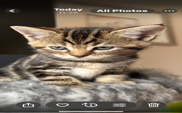 Maine Coon cats for sale: 7 Maine Coon x Bengal kittens - Image 13