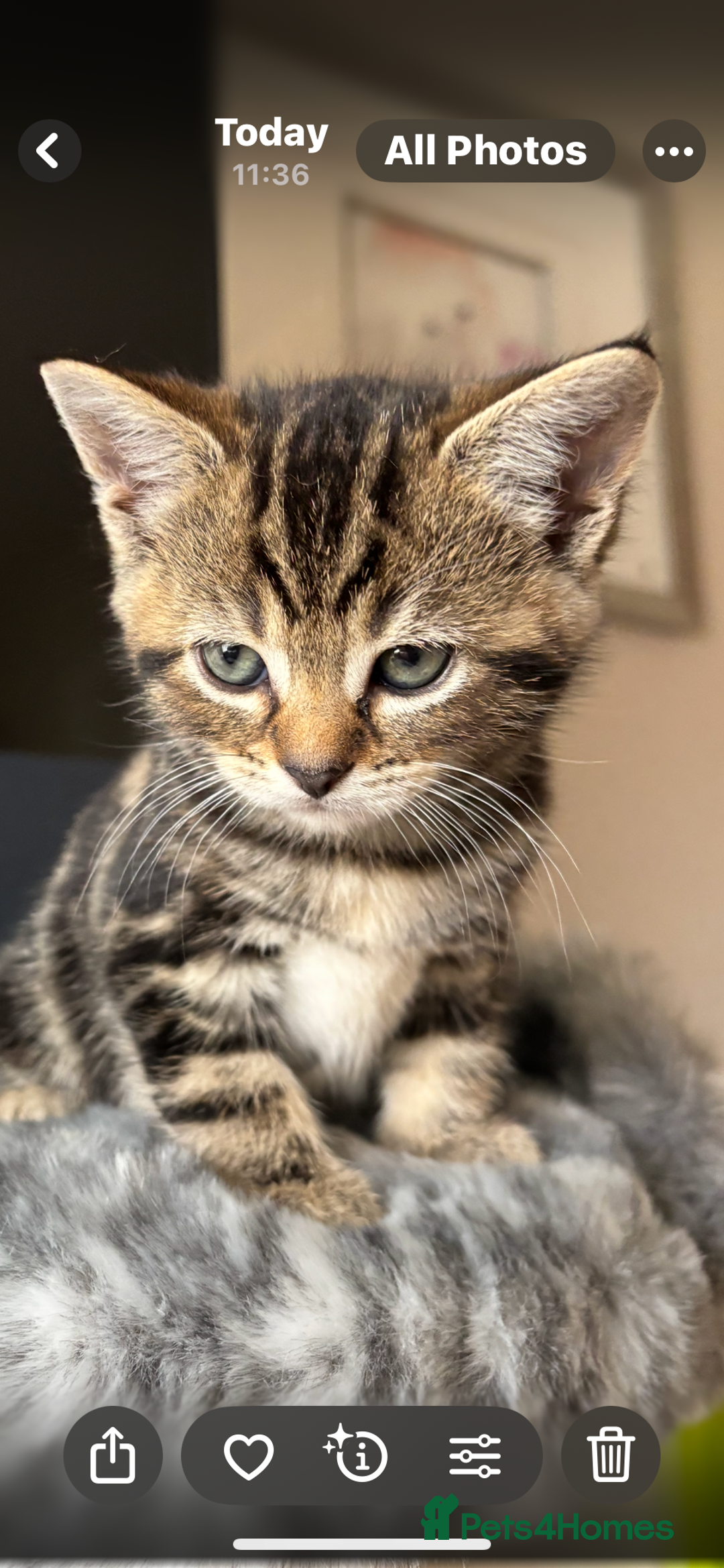 Maine Coon cats for sale: 7 Maine Coon x Bengal kittens - Image 13