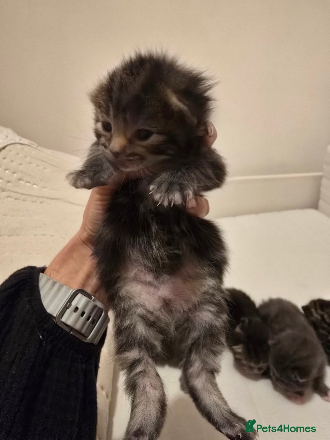 Mixed Breed cats for sale: Small mixed breed fluffy kittens - Advert 12