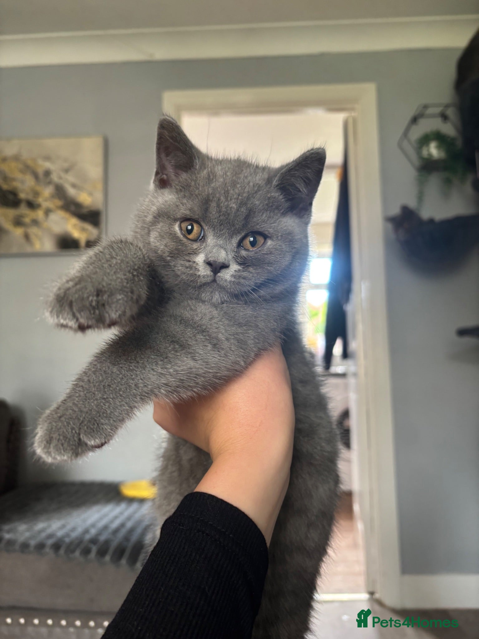 British Shorthair cats Blue British Shorthair Boy 💙 - Advert 5