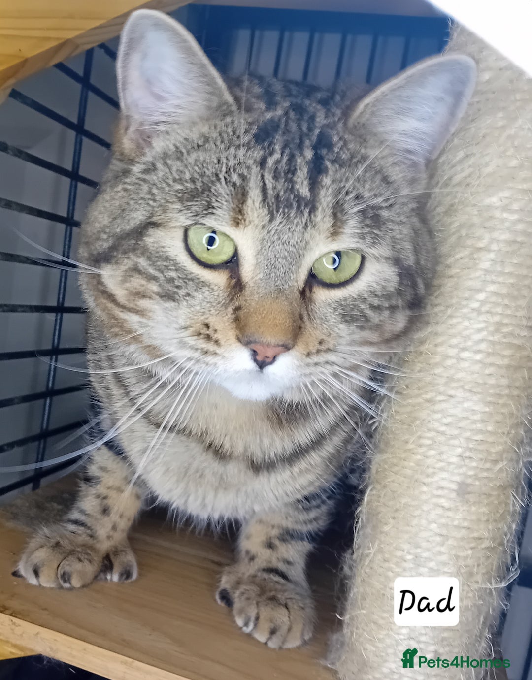 Bengal cats for sale: BengalX Ragdoll, American curl kittens - Advert 2