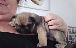 French Bulldog dogs for sale: French bull dog Puppies - Image 7