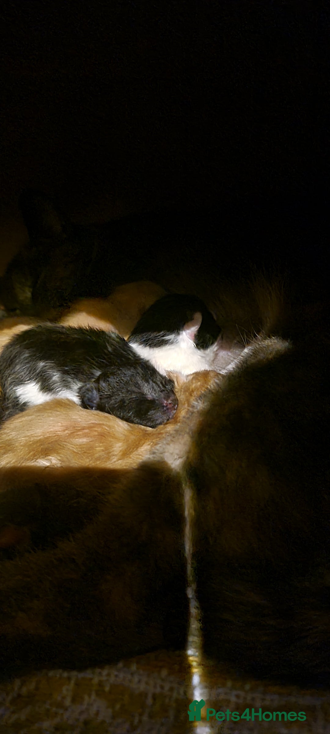 Mixed Breed cats for sale: Beautiful kittens for sale - Image 22