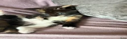Mixed Breed cats for sale: Calico Beautiful-Mum Siamese Dad Ragdoll Bengal  - Advert 11