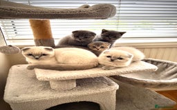 Scottish Fold cats for sale: Kittens for sale  - Image 16