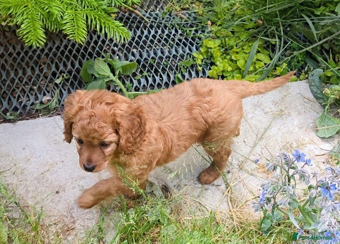 Cavapoo dogs ONLY ONE BOY PUPPY LEFT, price open to negotiation - Advert 2